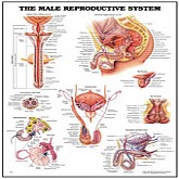남성 생식기 차트 [AL123]