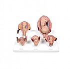 태아발육과정 A형 (5P)