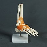 발관절모형