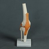무릎관절모형