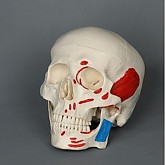 두개골모형 (근육표시 3 Part 분리형)